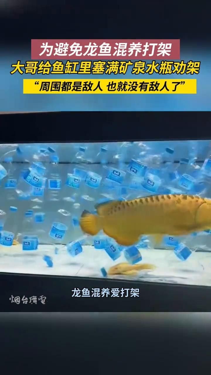 混養(yǎng)時如何避免龍魚攻擊發(fā)財魚？（養(yǎng)龍魚和發(fā)財魚時避免攻擊的關(guān)鍵是要了解兩種魚類的習(xí)性） 混養(yǎng)時如何避免龍魚攻擊發(fā)財魚？（養(yǎng)龍魚和發(fā)財魚時避免攻擊的關(guān)鍵是要了解兩種魚類的習(xí)性） 龍魚百科 第10張