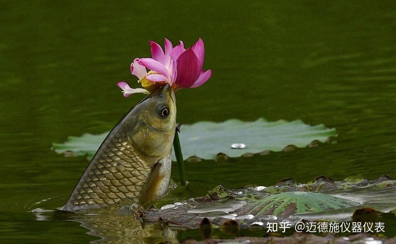 如何根據(jù)龍魚品種選擇合適的飼料（帝龍漁業(yè)|龍魚喂食指南:正確選用餌料來(lái)保證龍魚成長(zhǎng)健康）