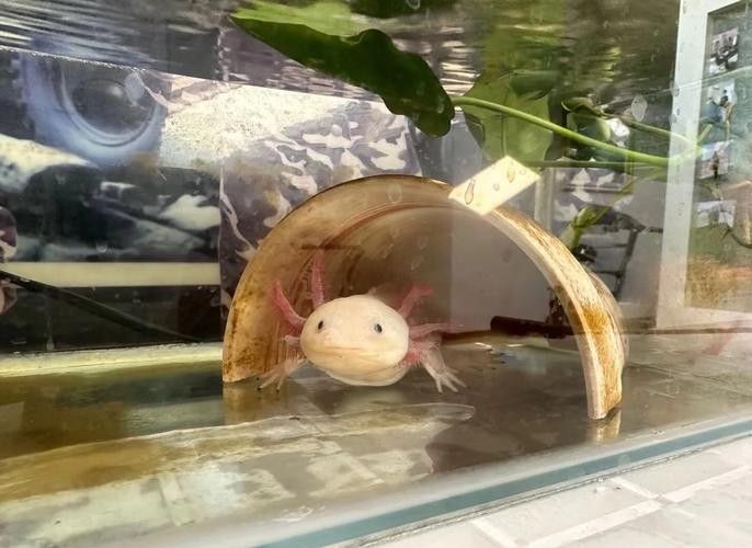 恐龍魚飼養(yǎng)需要哪些注意事項（六角恐龍魚怎么養(yǎng)）
