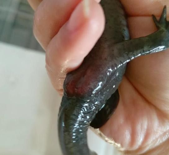 恐龍魚飼養(yǎng)需要哪些注意事項（六角恐龍魚怎么養(yǎng)）