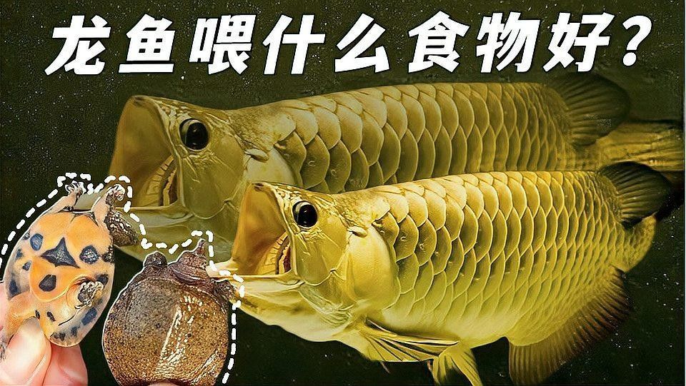 龍魚需要哪些維生素（藝陽水族龍魚維生素排行榜京東水族龍魚維生素排行榜）