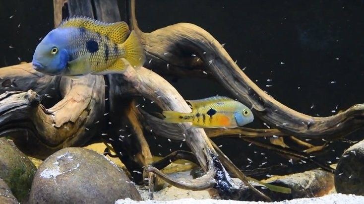 龍魚需要哪些維生素（藝陽水族龍魚維生素排行榜京東水族龍魚維生素排行榜）