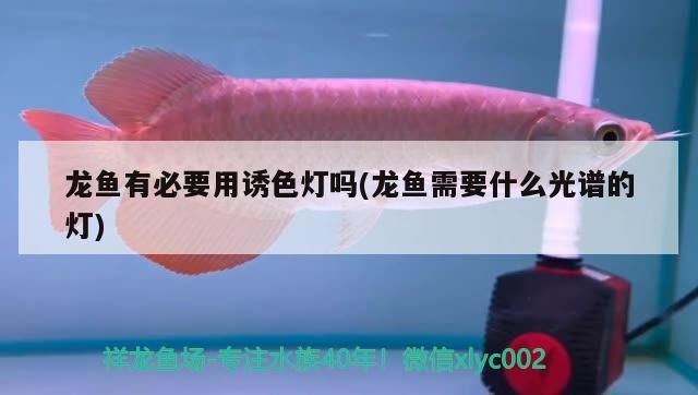 龍魚有必要用誘色燈嗎(龍魚需要什么光譜的燈)（龍魚有必要用誘色燈嗎）