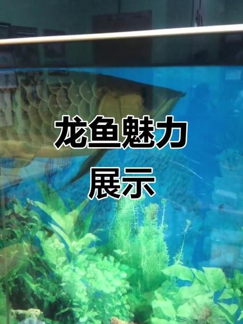 香港水族批發市場地址查詢電話，香港水族館（香港水族批發市場） 香港水族批發市場地址查詢電話，香港水族館（香港水族批發市場） 觀賞魚百科 第5張