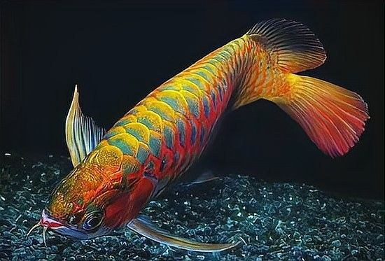 香港水族批發市場地址查詢電話，香港水族館（香港水族批發市場） 香港水族批發市場地址查詢電話，香港水族館（香港水族批發市場） 觀賞魚百科 第15張