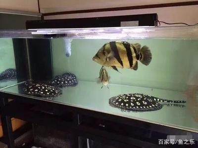 泰國虎魚多少錢一只圖片及價格：泰國虎魚多少錢一只