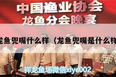 龍魚兜嘴什么樣（龍魚兜嘴是什么樣）（龍魚兜嘴的形狀和顏色有助于判斷其健康的龍魚兜嘴）