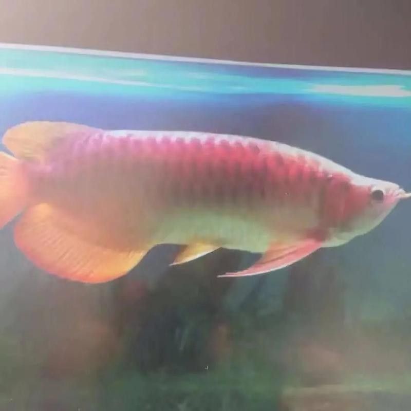 金赤龍魚（金赤龍魚價格多少錢一條秋綃映畫聽金曼龍魚有哪些品種）