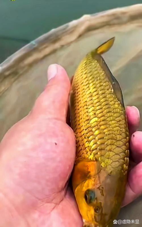 金赤龍魚（金赤龍魚價格多少錢一條秋綃映畫聽金曼龍魚有哪些品種）