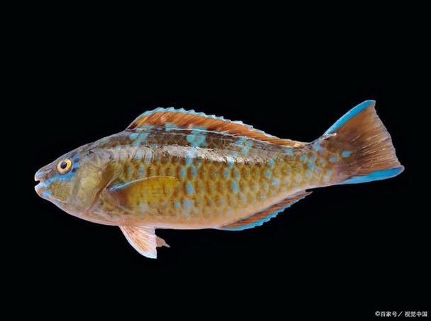奈曼龍魚（曼龍魚養(yǎng)幾條不打架饞啥攻略） 奈曼龍魚（曼龍魚養(yǎng)幾條不打架饞啥攻略） 觀賞魚百科 第6張