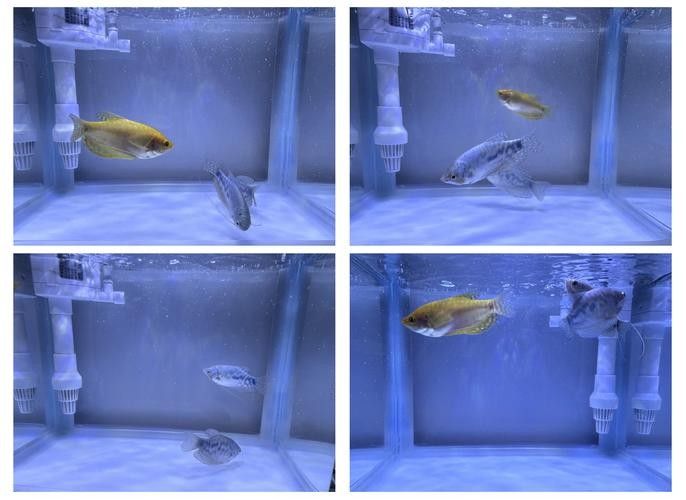 奈曼龍魚（曼龍魚養(yǎng)幾條不打架饞啥攻略） 奈曼龍魚（曼龍魚養(yǎng)幾條不打架饞啥攻略） 觀賞魚百科 第2張