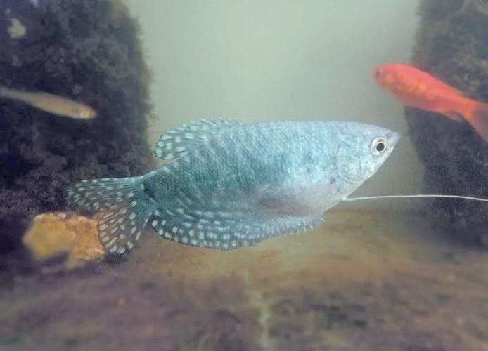 奈曼龍魚（曼龍魚養(yǎng)幾條不打架饞啥攻略） 奈曼龍魚（曼龍魚養(yǎng)幾條不打架饞啥攻略） 觀賞魚百科 第1張