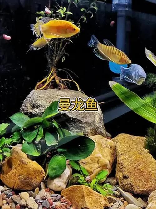 奈曼龍魚（曼龍魚養(yǎng)幾條不打架饞啥攻略） 奈曼龍魚（曼龍魚養(yǎng)幾條不打架饞啥攻略） 觀賞魚百科 第4張