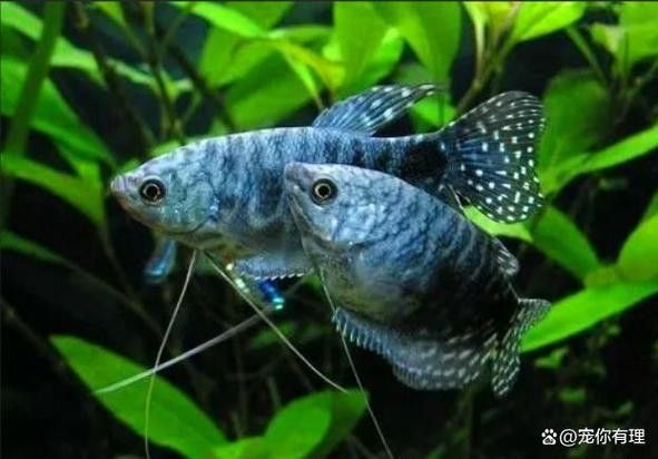 奈曼龍魚（曼龍魚養(yǎng)幾條不打架饞啥攻略） 奈曼龍魚（曼龍魚養(yǎng)幾條不打架饞啥攻略） 觀賞魚百科 第5張