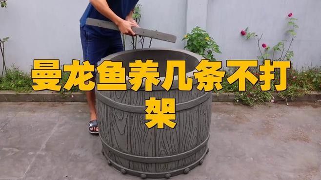 奈曼龍魚（曼龍魚養(yǎng)幾條不打架饞啥攻略） 奈曼龍魚（曼龍魚養(yǎng)幾條不打架饞啥攻略） 觀賞魚百科 第9張