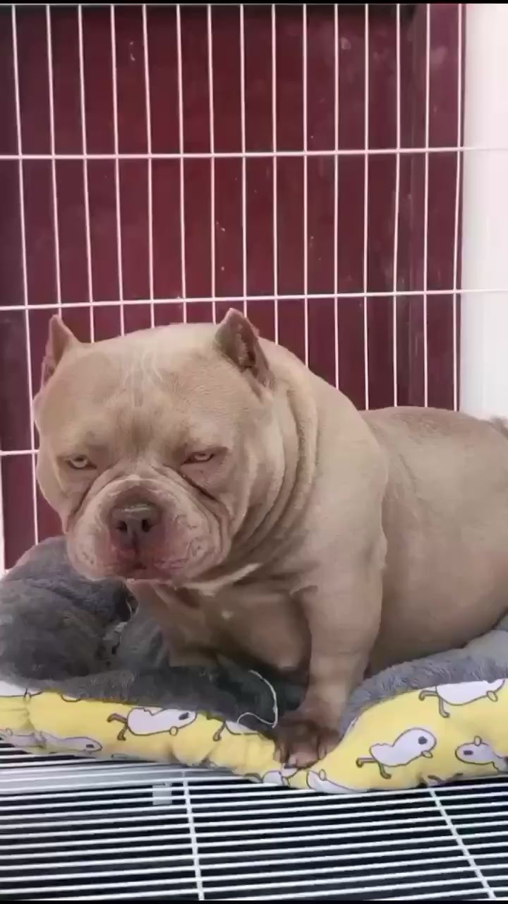 丁香色惡霸犬所謂的母狗公相（大圣惡霸犬滿眼的溫柔） 丁香色惡霸犬所謂的母狗公相（大圣惡霸犬滿眼的溫柔） 觀賞魚百科 第1張