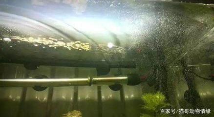龍魚(yú)跳缸有什么預(yù)兆（龍魚(yú)跳缸有什么預(yù)兆沒(méi)）（龍魚(yú)跳缸有什么預(yù)兆） 龍魚(yú)跳缸有什么預(yù)兆（龍魚(yú)跳缸有什么預(yù)兆沒(méi)）（龍魚(yú)跳缸有什么預(yù)兆） 觀(guān)賞魚(yú)百科