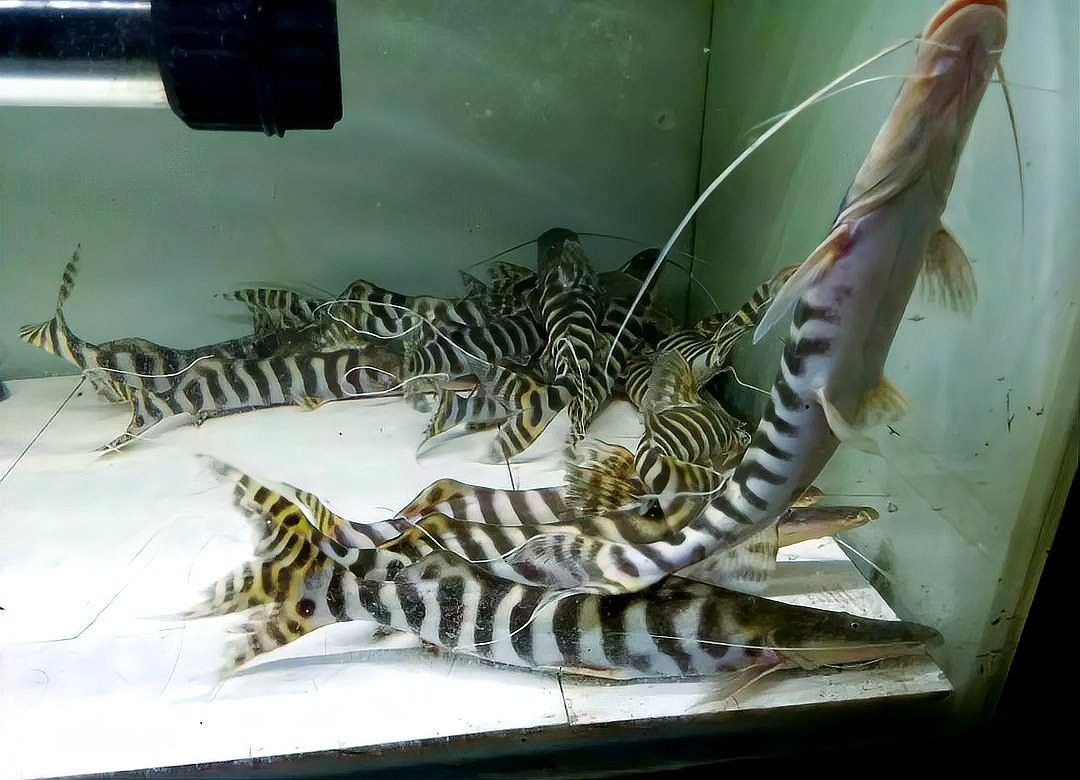 斑馬鴨嘴和哪些龍魚混養比較和諧？（斑馬鴨嘴與龍魚混養需要多久適應？）