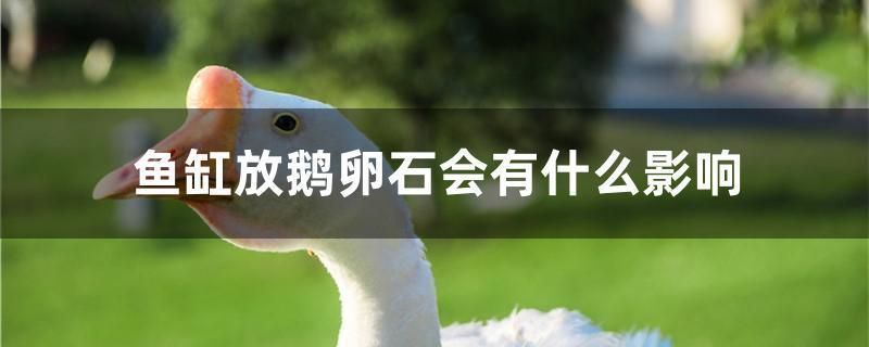 觀賞魚直播間霸氣一點的網名大全（觀賞魚直播間霸氣一點的網名大全四個字）（如何選擇觀賞魚直播間霸氣一點的網名大全）