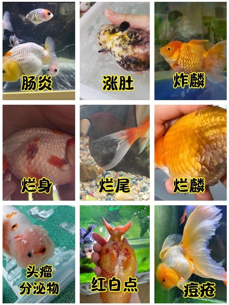 小型魚疾病（養魚小知識-抖音燕子,魚長白點病別慌這里有解決辦法） 小型魚疾病（養魚小知識-抖音燕子,魚長白點病別慌這里有解決辦法） 觀賞魚百科 第1張