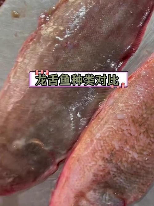 如何區(qū)分不同產(chǎn)地的龍魚(yú)？（如何區(qū)分不同產(chǎn)地的龍魚(yú)） 如何區(qū)分不同產(chǎn)地的龍魚(yú)？（如何區(qū)分不同產(chǎn)地的龍魚(yú)） 龍魚(yú)百科 第5張