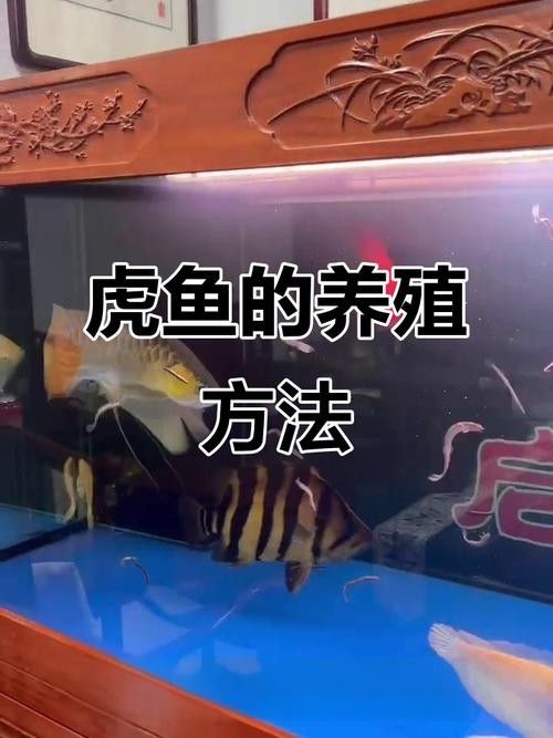 如何保持紅龍魚和虎魚的水質穩定?(紅龍魚和虎魚的水質管理) 龍魚百科 第6張 如何保持紅龍魚和虎魚的水質穩定?(紅龍魚和虎魚的水質管理) 如何保持紅龍魚和虎魚的水質穩定?(紅龍魚和虎魚的水質管理) 龍魚百科 第6張