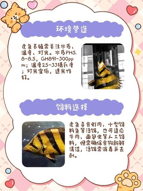 如何保持紅龍魚和虎魚的水質穩定?(紅龍魚和虎魚的水質管理) 龍魚百科 第7張 如何保持紅龍魚和虎魚的水質穩定?(紅龍魚和虎魚的水質管理) 如何保持紅龍魚和虎魚的水質穩定?(紅龍魚和虎魚的水質管理) 龍魚百科 第7張