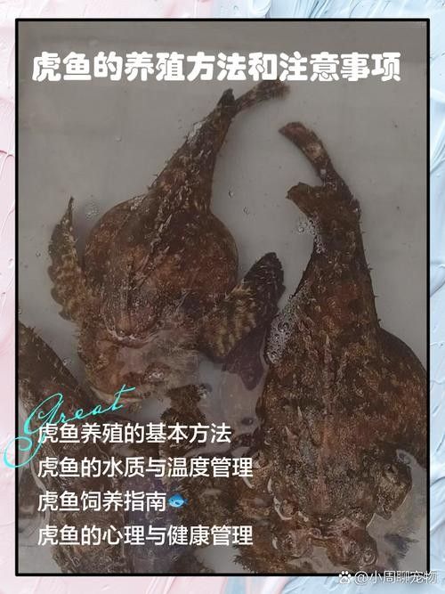 如何保持紅龍魚和虎魚的水質穩定?(紅龍魚和虎魚的水質管理) 龍魚百科 第8張 如何保持紅龍魚和虎魚的水質穩定?(紅龍魚和虎魚的水質管理) 如何保持紅龍魚和虎魚的水質穩定?(紅龍魚和虎魚的水質管理) 龍魚百科 第8張