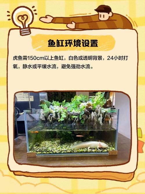 如何保持紅龍魚和虎魚的水質穩定?(紅龍魚和虎魚的水質管理) 龍魚百科 第9張 如何保持紅龍魚和虎魚的水質穩定?(紅龍魚和虎魚的水質管理) 如何保持紅龍魚和虎魚的水質穩定?(紅龍魚和虎魚的水質管理) 龍魚百科 第9張