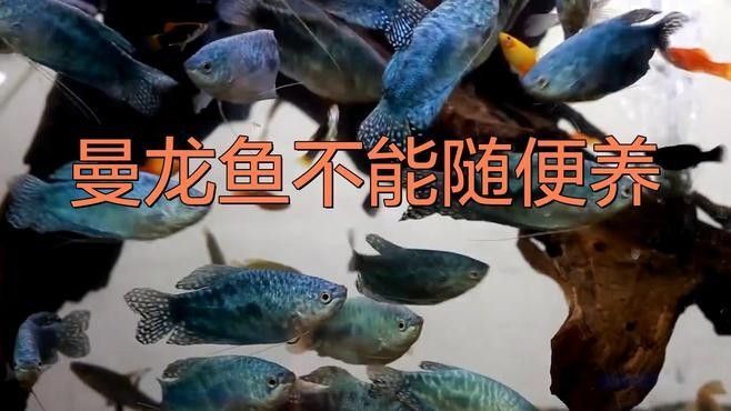 曼龍魚混養需要注意什么？（「養魚必看」曼龍魚混養全攻略）