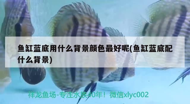 魚缸藍底用什么背景顏色最好呢(魚缸藍底配什么背景)（魚缸藍底用什么背景顏色最好）