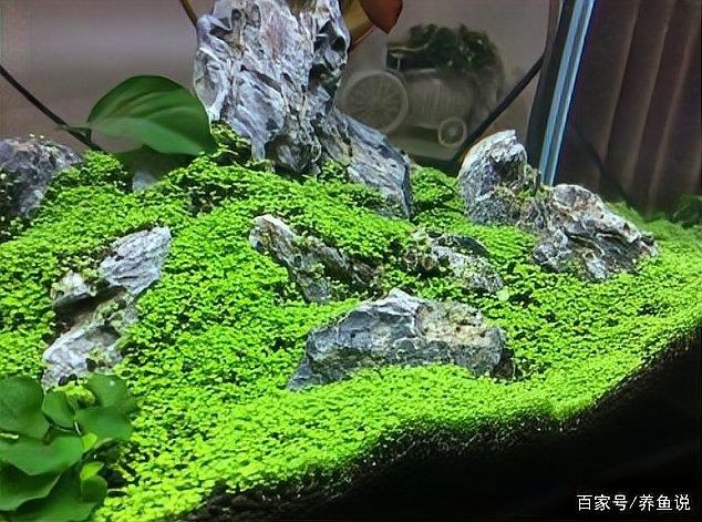 龍魚(yú)缸中可以放哪些裝飾物（適合放在龍魚(yú)缸中的裝飾物）