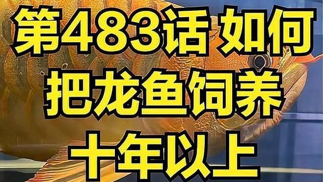 龍魚苗的壽命一般是多久（關于龍魚的壽命問題）
