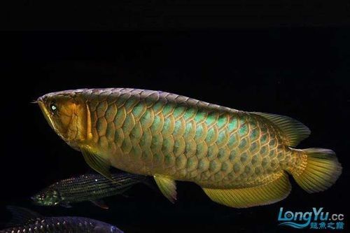 如何設(shè)置金龍魚黑缸的背景？（金龍魚黑缸背景選擇大揭秘金龍魚黑缸背景選擇大揭秘）