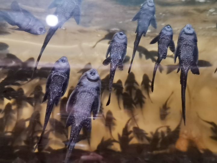 南京還有沒有其他龍魚寄養基地？（南京有沒有專門的龍魚寄養基地）