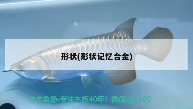 新到家的小虎魚 形狀(形狀記憶合金)(形狀記憶合金) 觀賞魚百科 形狀(形狀記憶合金)(形狀記憶合金) 形狀(形狀記憶合金)(形狀記憶合金) 觀賞魚百科