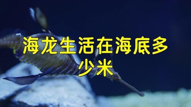 大海龍魚的生活習性（大海龍魚的生活習性，）