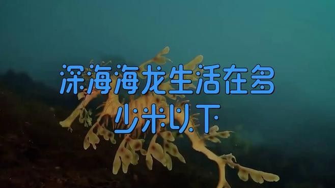 大海龍魚的生活習性（大海龍魚的生活習性，）
