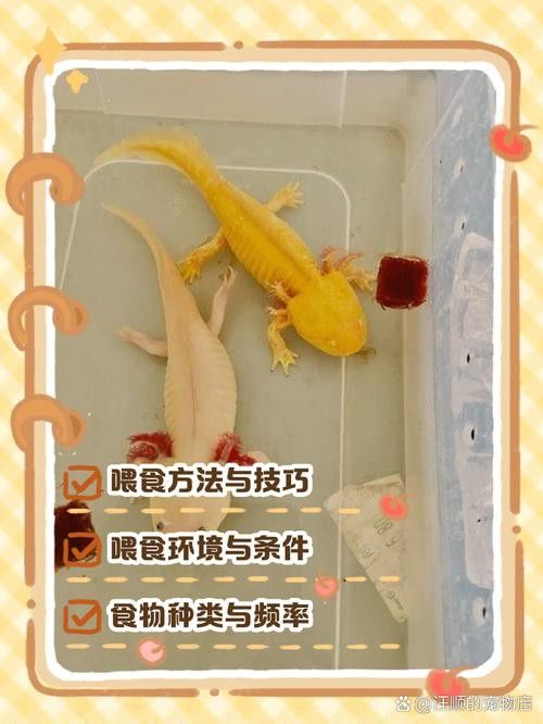 恐龍魚苗什么時候開始喂食（恐龍魚喂食時間因種類和個體而異，恐龍魚苗喂食時間因種類和個體而異）