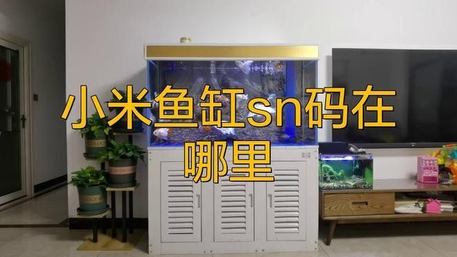 如何判斷魚缸是否在保修期內？（如何確定魚缸是否仍在保修期內）