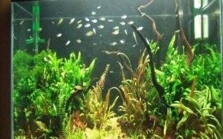 如何判斷魚缸是否在保修期內？（如何確定魚缸是否仍在保修期內）