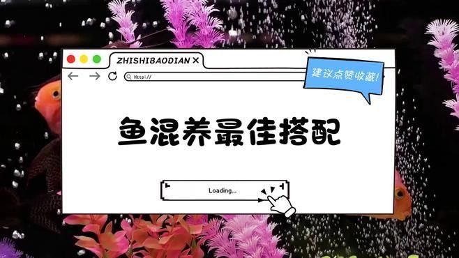 哪種混養組合最受歡迎（養魚人說魚7種混養魚組合,錯配率為零,99%魚友推薦!）
