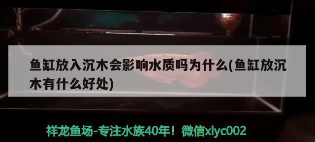 魚(yú)缸放入沉木會(huì)影響水質(zhì)嗎為什么(魚(yú)缸放沉木有什么好處)（魚(yú)缸放入沉木會(huì)影響水質(zhì)嗎）