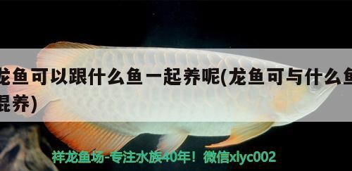 龍魚可以跟什么魚一起養呢(龍魚可與什么魚混養)（龍魚可以和什么魚一起養）