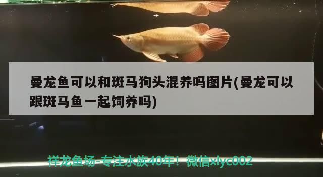 曼龍魚可以和斑馬狗頭混養嗎圖片(曼龍可以跟斑馬魚一起飼養嗎)（曼龍魚可以和斑馬狗頭混養嗎）