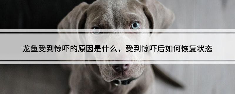 龍魚受驚后還會適應新背景嗎（帝龍漁業｜龍魚受驚了怎么辦）
