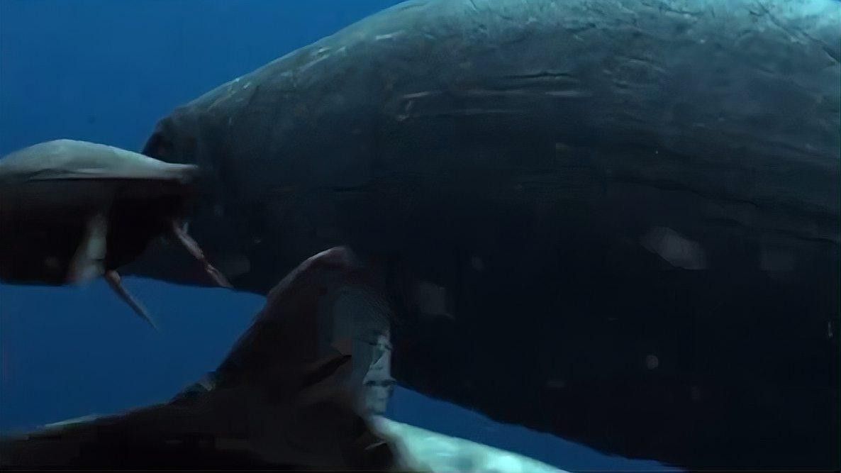 魚龍化石是如何形成的？（喜馬拉雅魚龍化石的形成過程及其關鍵步驟）