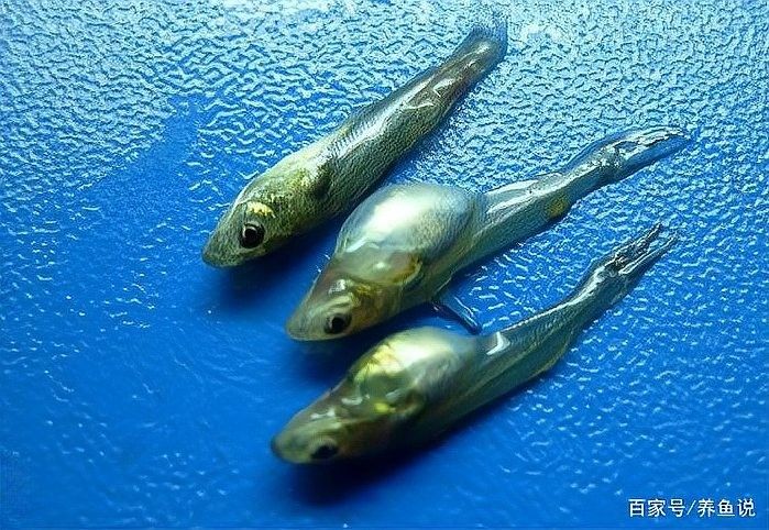 龍魚身上小氣泡會自己消失嗎（龍魚身上小氣泡會自己消失嗎，）