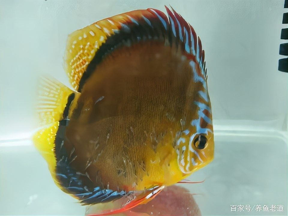 龍魚身上小氣泡會自己消失嗎（龍魚身上小氣泡會自己消失嗎，）
