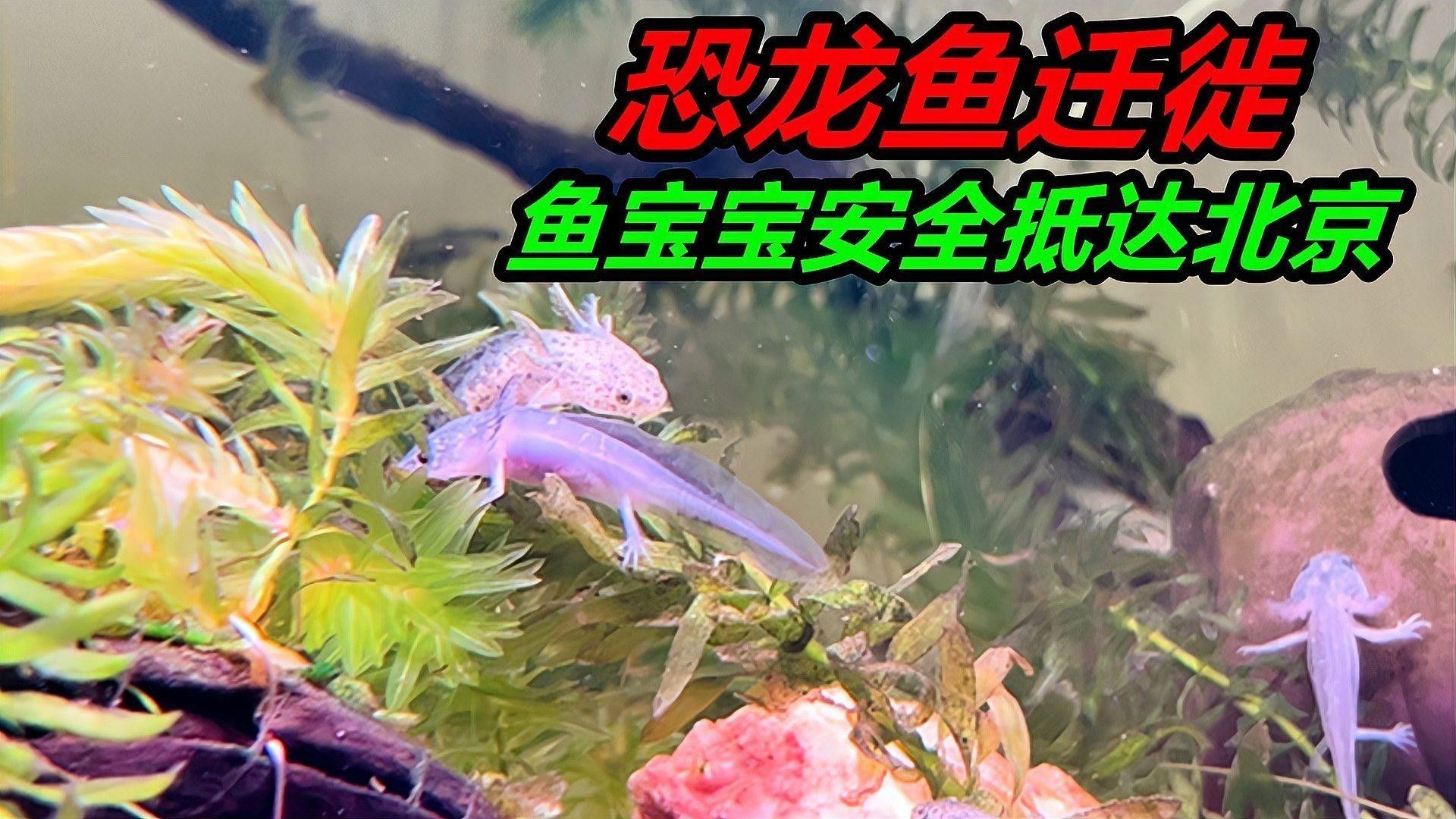 恐龍魚(yú)可以混養(yǎng)嗎（恐龍魚(yú)可以混養(yǎng)但需謹(jǐn)慎選擇搭配魚(yú)種并注意飼養(yǎng)管理）